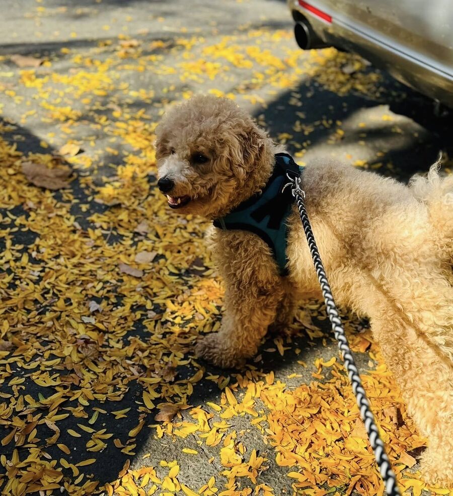 Bruno, relocated Dubai to New York, USA