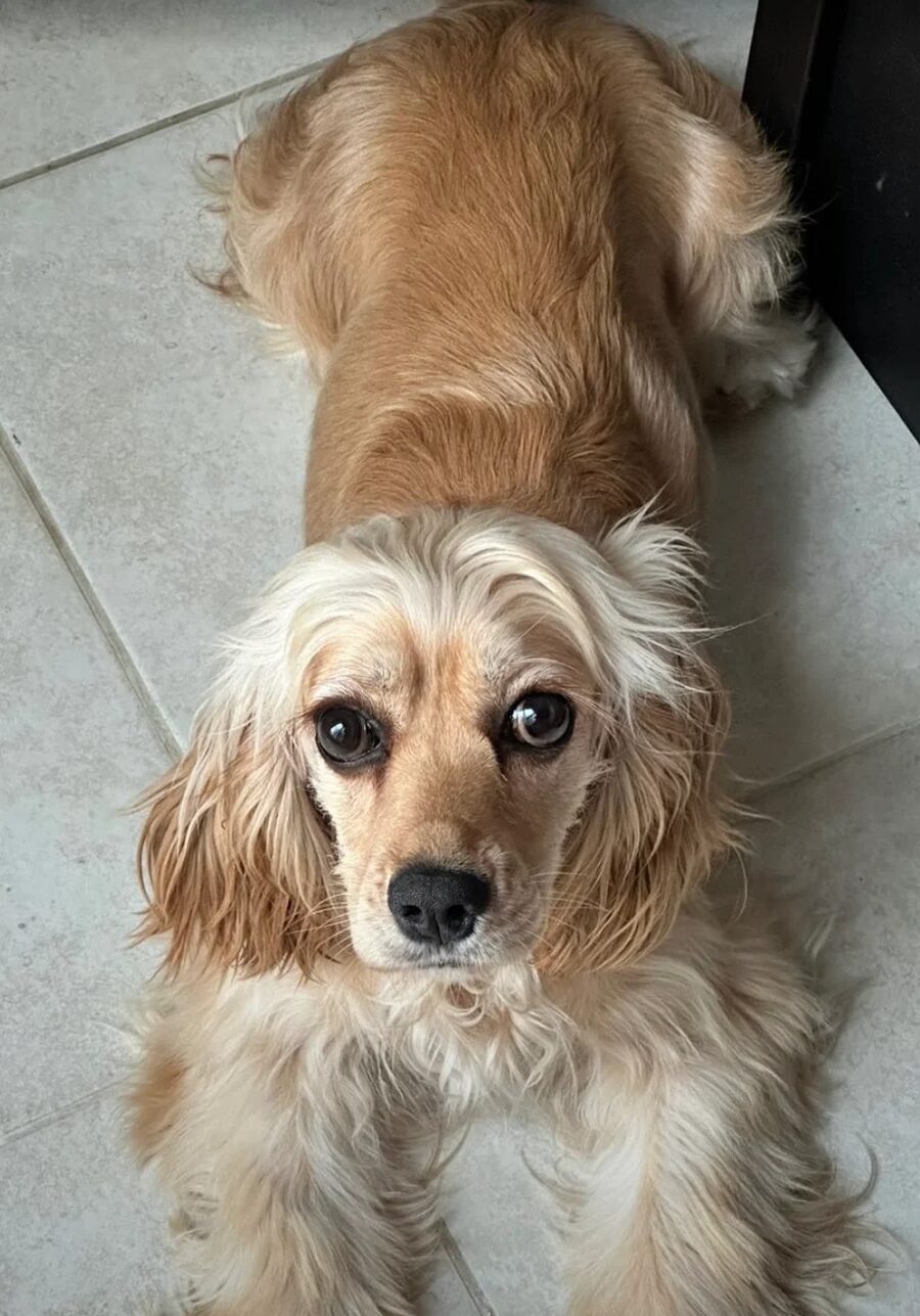 Leilah, relocated Dubai to Hungary
